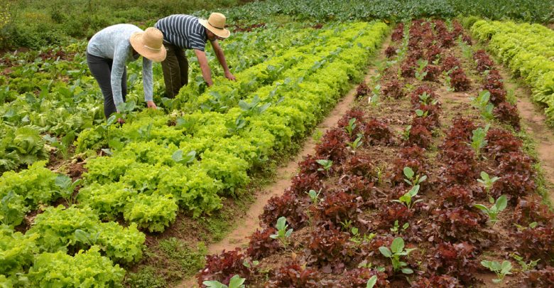 Mapa publica lista de produtos da agricultura familiar com desconto em janeiro