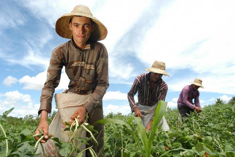 FIDA: investimento em agricultura familiar  maneira mais eficaz de reduzir pobreza rural