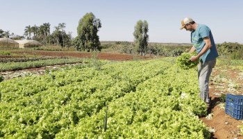 Programa de Aquisio de Alimentos incentiva o profissionalismo da agricultura familiar